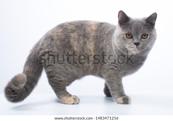 british shorthair blue and white