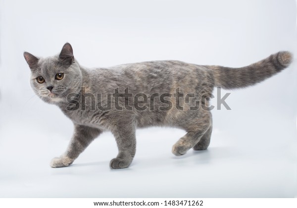 British Shorthair Bluecream Cat On White Stock Photo Edit Now