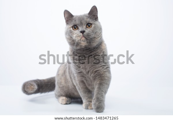 British Shorthair Bluecream Cat On White Stock Photo Edit Now