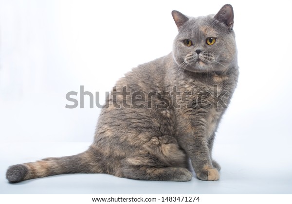 British Shorthair Bluecream Cat On White Stock Photo Edit Now