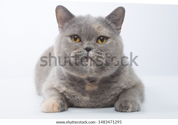 British Shorthair Bluecream Cat On White Stock Image Download Now