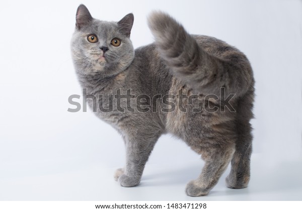 British Shorthair Bluecream Cat On White Stock Photo Edit Now