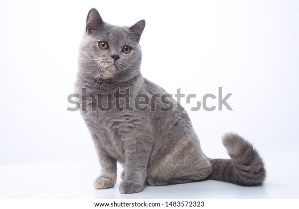 British Shorthair Bluecream Cat On White Stock Photo Edit Now