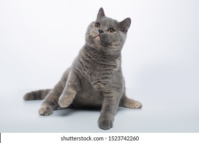 Royalty Free Blue Tortie Tabby Stock Images Photos Vectors