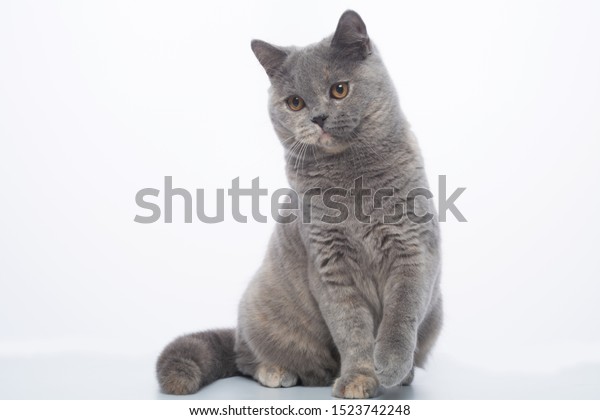 British Shorthair Bluecream Tortie Cat On Stock Photo Edit Now