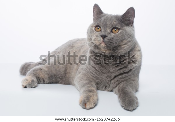 British Shorthair Bluecream Tortie Cat On Stock Photo Edit Now