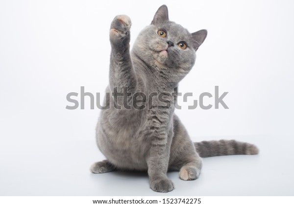 British Shorthair Bluecream Tortie Cat On Stock Image Download Now