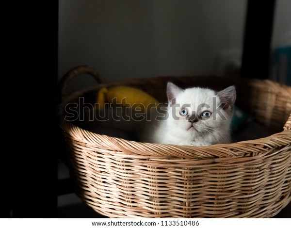 British Shorthair Bluepoint Stock Photo Edit Now 1133510486