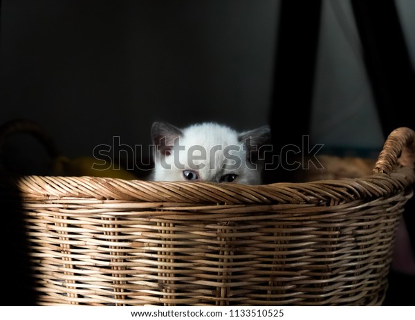 British Shorthair Bluepoint Stock Photo Edit Now 1133510525