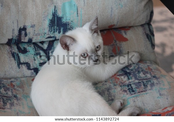 British Shorthair Bluepoint Cat Sitting On Stock Photo Edit Now