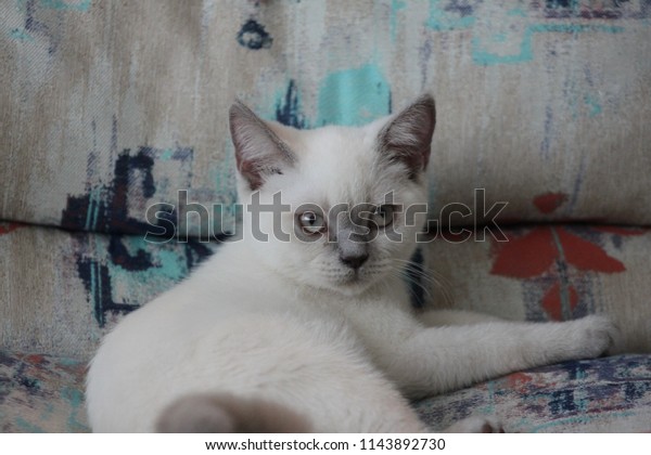 British Shorthair Bluepoint Cat Sitting On Stock Photo Edit Now