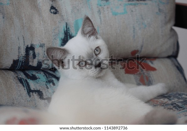 British Shorthair Bluepoint Cat Sitting On Stock Photo Edit Now