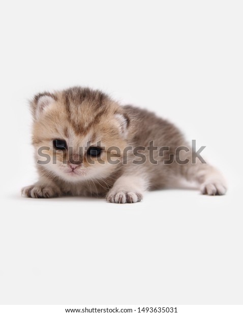 British Shorthair Bri Black Golden Ticked Stock Photo Edit Now