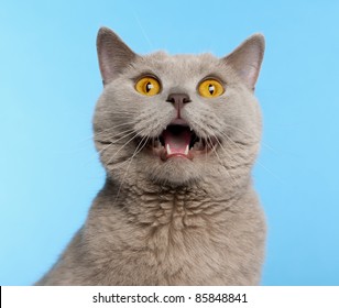 British Shorthair cat, 2 years old, in front of blue background