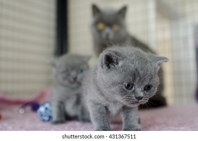 British Shorthair Cat