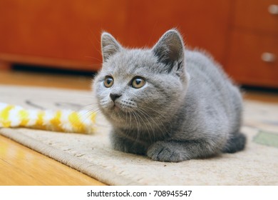 1000 British Shorthair Kitten Stock Images Photos Vectors