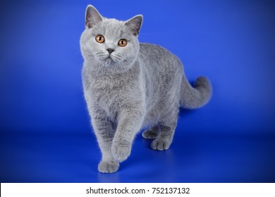 British Shorthair Cat