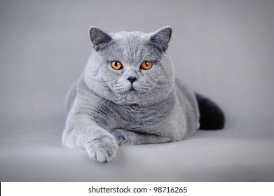 British Shorthair Cat