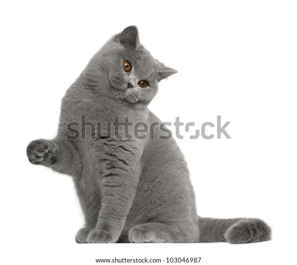 British Shorthair Cat 5 Months Old Stock Photo Edit Now 103046987