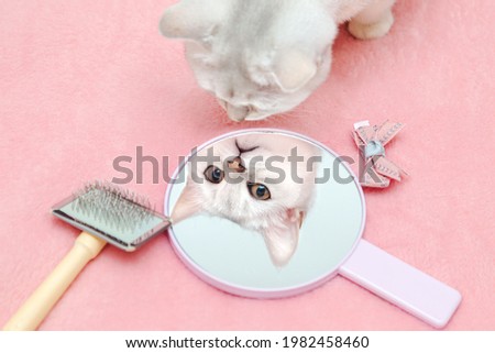 British Shorthair cat admires her reflection in the mirror. Nice yoke with a brush and a bow. Pink background, humor. Animal beauty concept. 