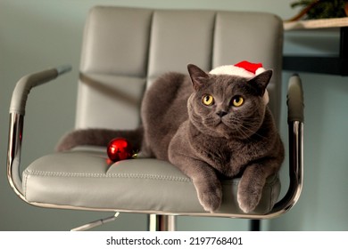 British Shorthair Cat. Amber Eyes. 