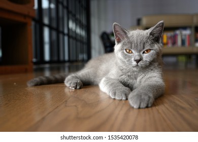 British Grey Cat With Blue Eyes Images Stock Photos Vectors