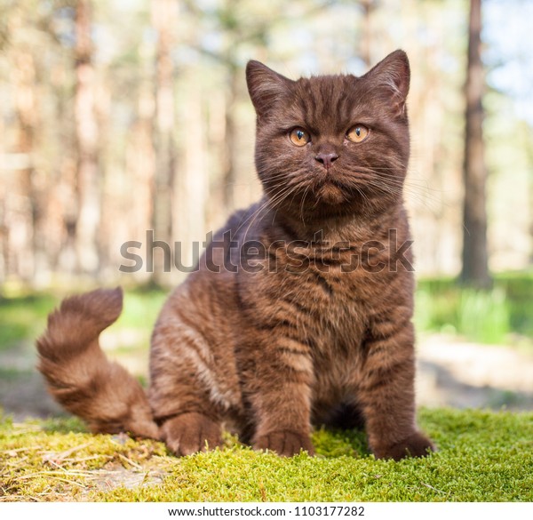 chocolate british shorthair cat