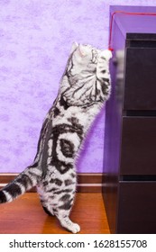 British Shorthair Cat (color Blotched Tabby) Jumping On A Bedside Table