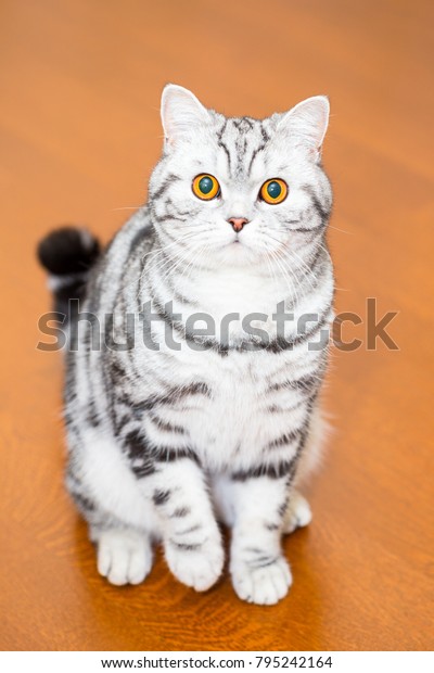 British Shorthair Cat Color Blotched Tabby Stock Photo Edit Now