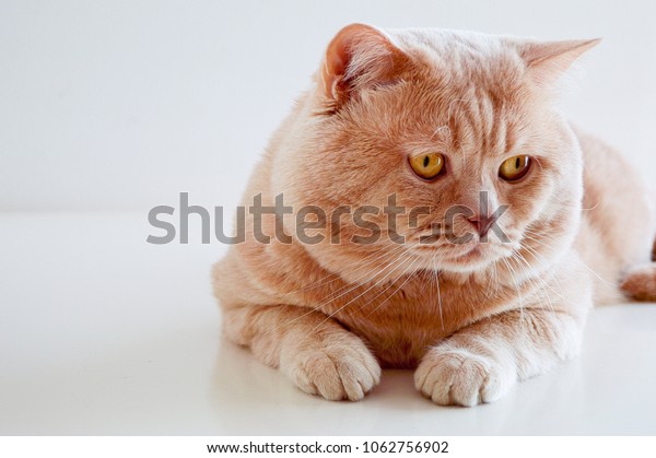 British Shorthair Cat Cream Color On Stock Photo Edit Now 1062756902