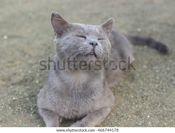 British Shorthair Cat Cute Gray Cat Stock Photo Edit Now 466744178