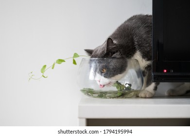 British Shorthair Cat Drinking Water In A Fish Tank