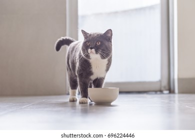 British Shorthair Cat Eating