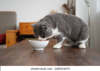 British Shorthair Cat Eating On The Table