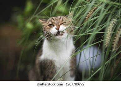 British Shorthair Cat Eating Pampas Grass In The Garden