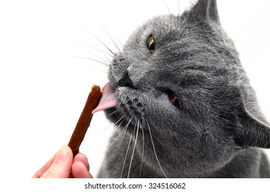 British Shorthair Cat Eating Cat Treat (British Blue Cat) - Domesticated Cat Whose Features Make It A Popular Breed In Cat Shows.