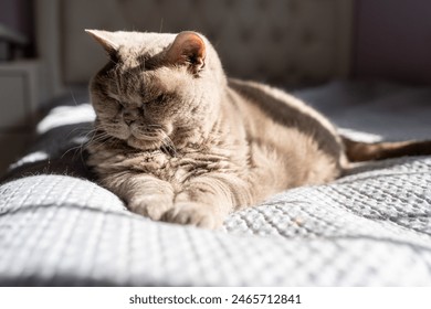 A British Shorthair cat enjoys a nap on a sunlit bed. The cat's fur glistens in the natural light, highlighting its soft texture and relaxed pose. Close-up captures add a cozy, serene feel. - Powered by Shutterstock