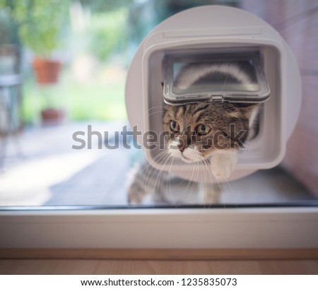 british shorthair cat entering the room by passing through a catflap in the window.