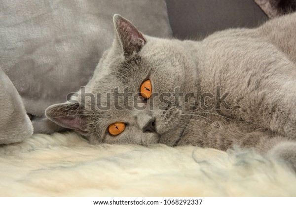 British Shorthair Cat Expressive Orange Eyes Stock Photo Edit Now