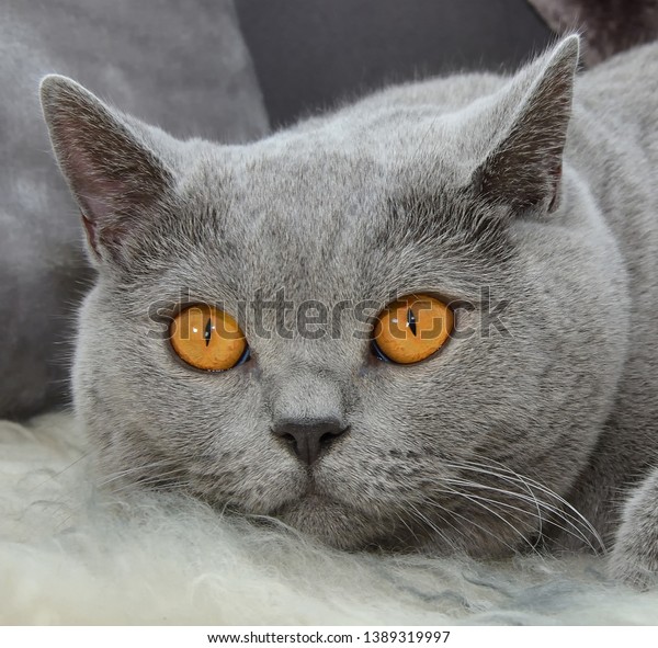 British Shorthair Cat Expressive Orange Eyes Stock Photo Edit Now