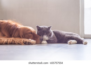 British Shorthair Cat and Golden Retriever - Shutterstock ID 655757554