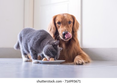 British shorthair cat and Golden Retriever - Powered by Shutterstock