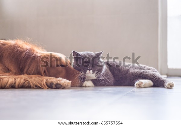 British Shorthair Cat Golden Retriever Stock Photo Edit Now