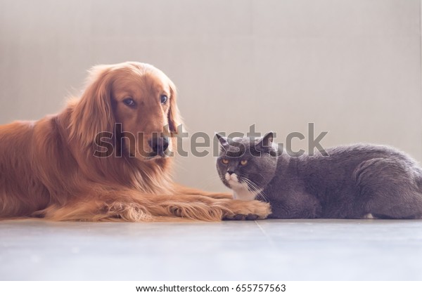 British Shorthair Cat Golden Retriever Stock Photo Edit Now