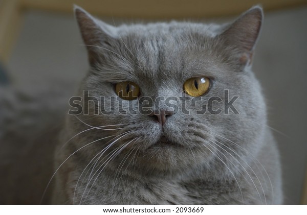 British Shorthair Cat Gray Cat Orange Stock Photo Edit Now 2093669