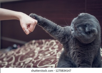 British Shorthair Cat Greets Paw With A Human Hand.