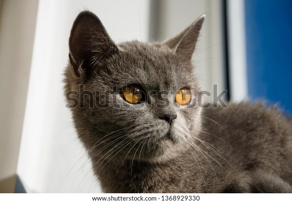 British Shorthair Cat Grey Color Looking Stock Photo Edit Now