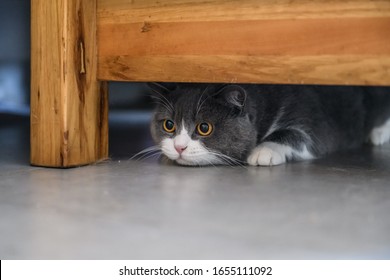 British Shorthair Cat Hiding Under The Table