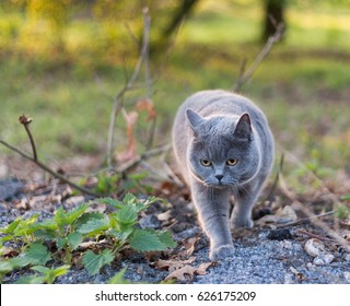 british shorthair cat hunting birds and mice outside the garden. Cat with a beautiful face and fluffy gray fur, chasing animals beneath the trees, strawling on the ground, looking very concentrated.