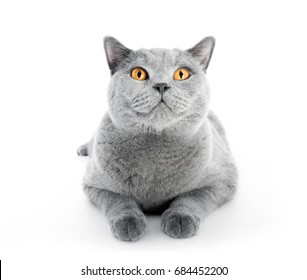 Portrait Gray Tabby Cat On White Stock Photo (Edit Now) 1180312252